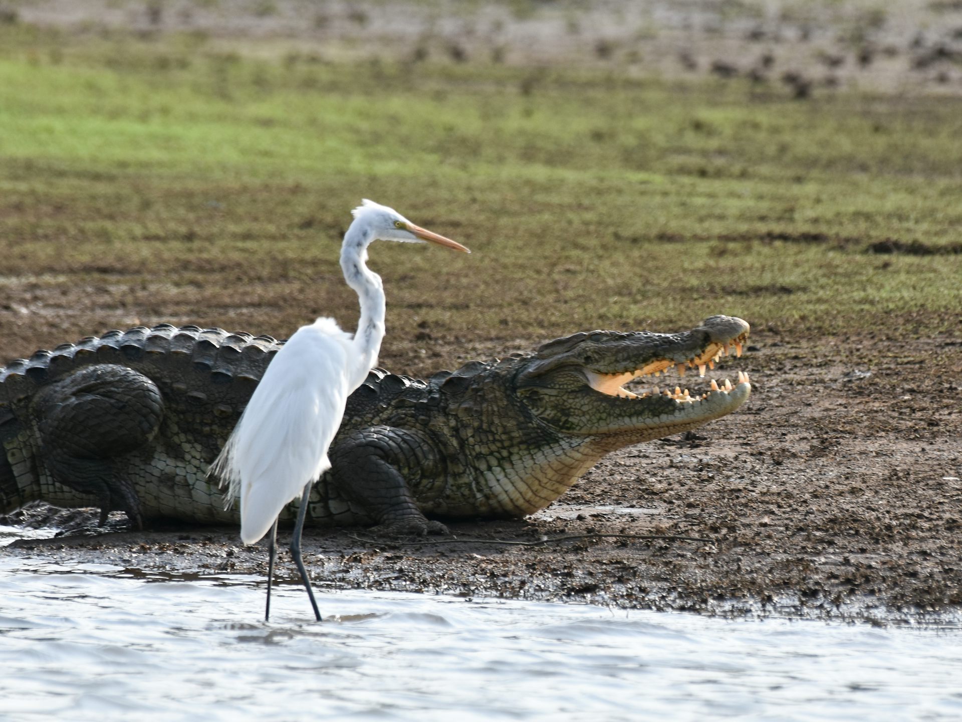 Crocodiles can’t fly. Birds can. Scientists have finally figured out why