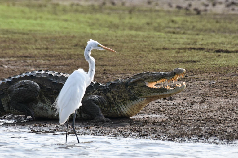 An egret and a crocodile