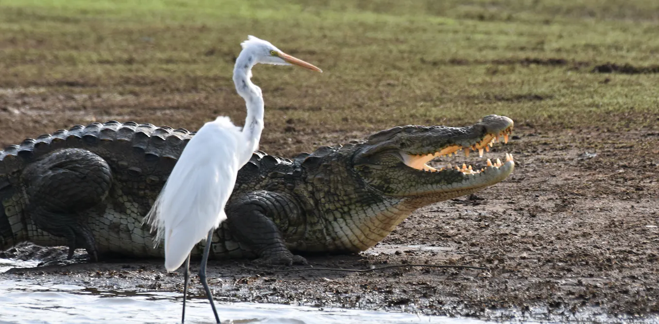 Crocodiles can’t fly. Birds can. Scientists have finally figured out why Crocodiles can’t fly. Birds can. Scientists have finally figured out why