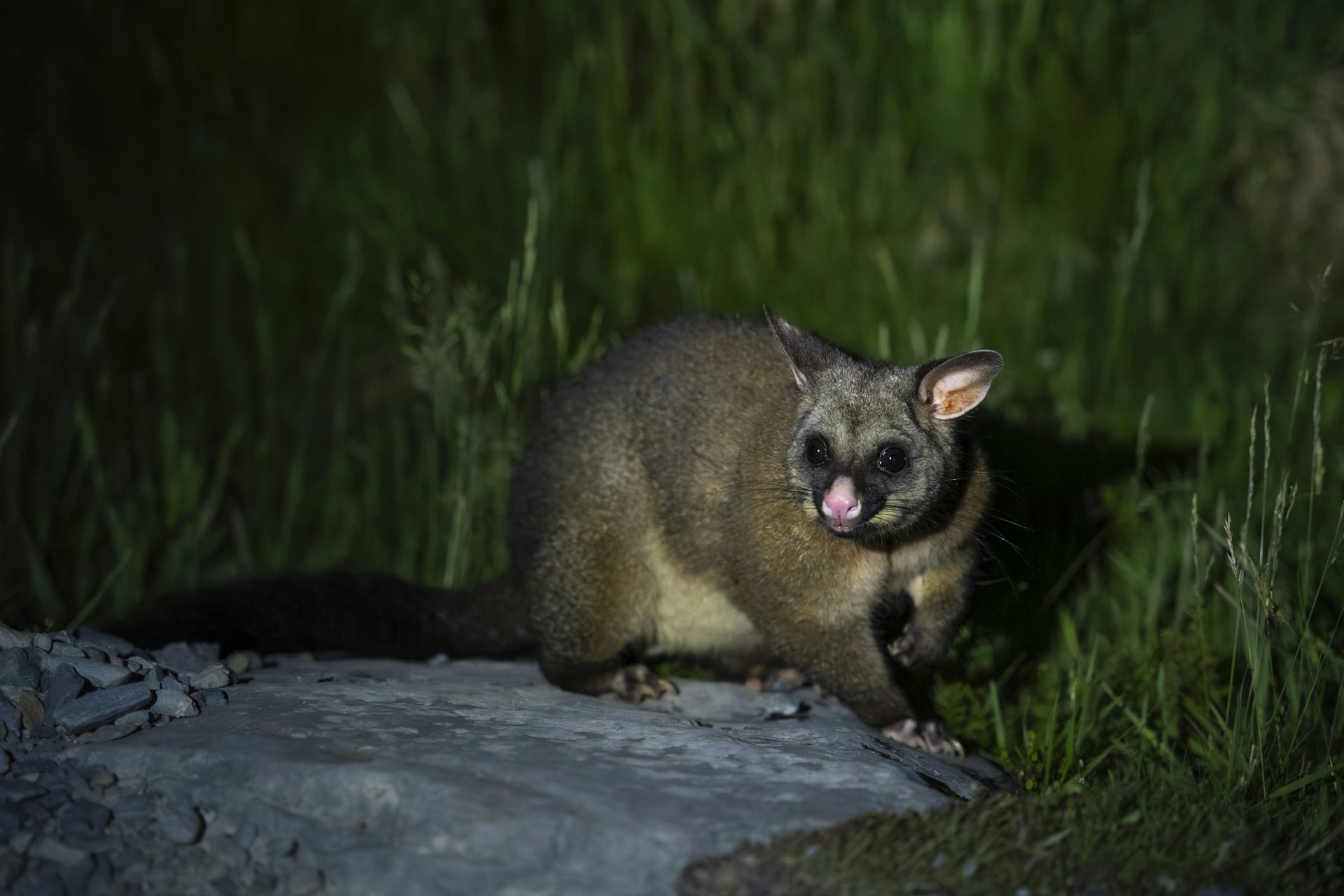 AI Audio Analysis Improves Possum Detection