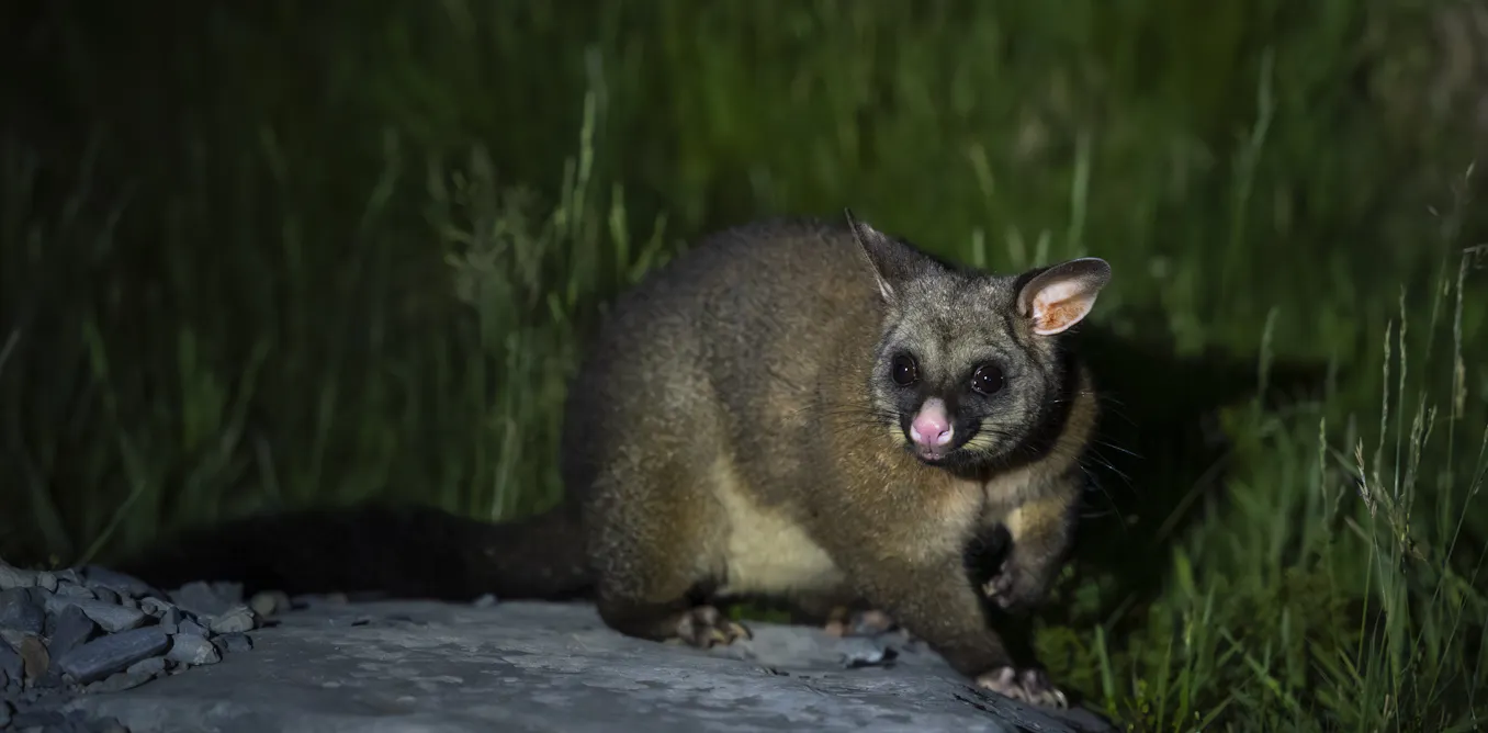 AI Audio Analysis Improves Possum Detection