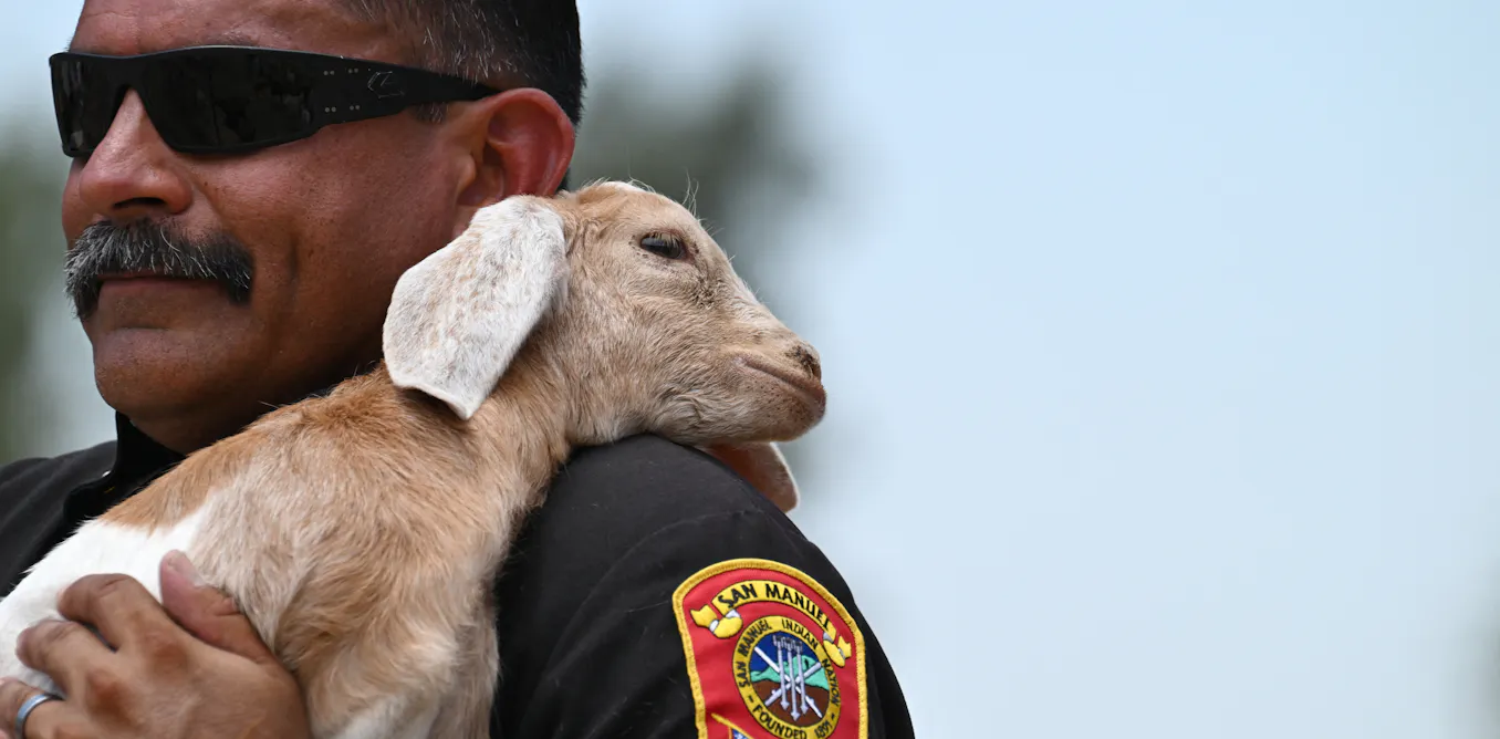 Pyrograzing turns ordinary livestock into fire prevention heroes, so why isn’t it used on public lands more often? Pyrograzing turns ordinary livestock into fire prevention heroes, so why isn’t it used on public lands more often?