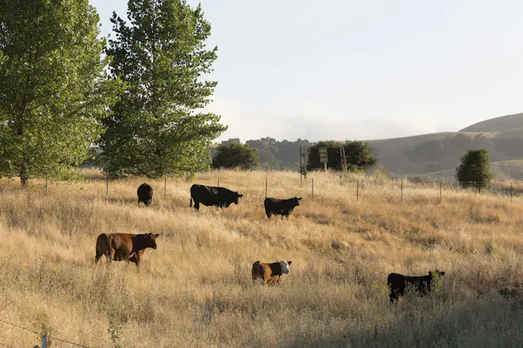 Cattle in California's summertime golden rolling hills.