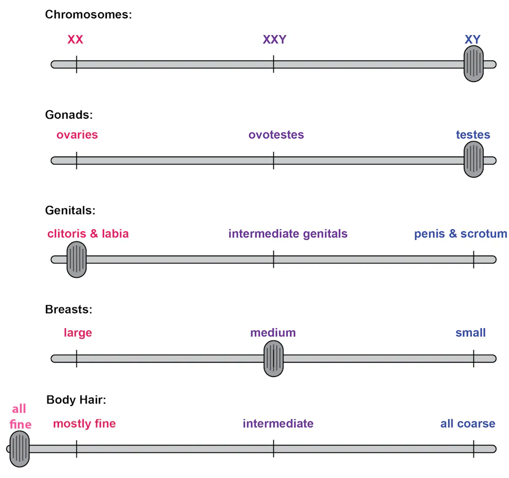 Five sliding scales depicting an individual's range of chromosomes, gonads, genitals, breasts and body hair Five sliding scales depicting an individual's range of chromosomes, gonads, genitals, breasts and body hair