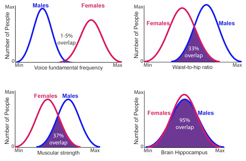 Four charts featuring two bell curves with varying degrees of overlap for voice frequency, waist-to-hip ratio, muscular strength, hippocampus size. Four charts featuring two bell curves with varying degrees of overlap for voice frequency, waist-to-hip ratio, muscular strength, hippocampus size.