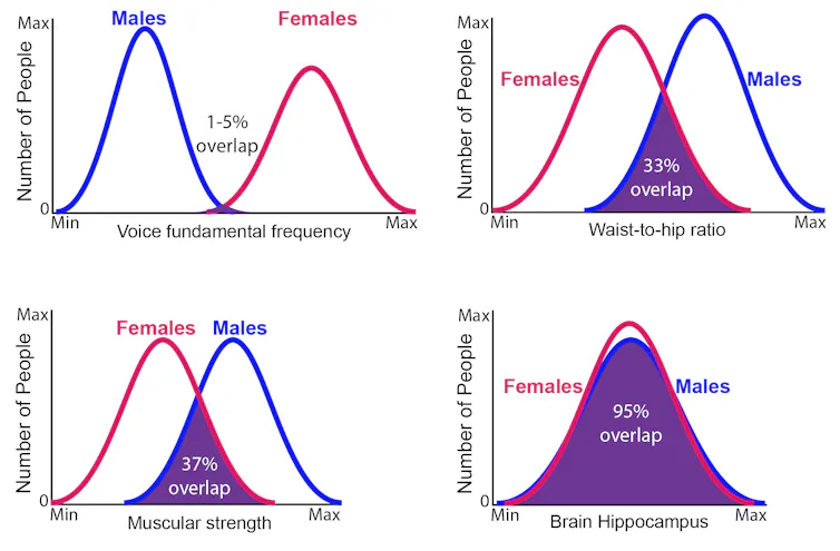 Four charts featuring two bell curves with varying degrees of overlap for voice frequency, waist-to-hip ratio, muscular strength, hippocampus size.