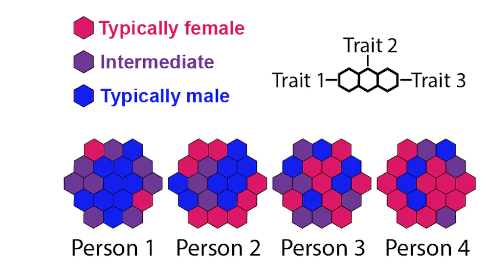 Graphic of four hexagons made of a mosaic of differing numbers of smaller pink, blue and purple hexagons, each indicating the female, male or intermediate quality of different traits Graphic of four hexagons made of a mosaic of differing numbers of smaller pink, blue and purple hexagons, each indicating the female, male or intermediate quality of different traits