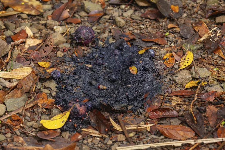 close up of cassowary poo with lots of fruit and seeds in it.