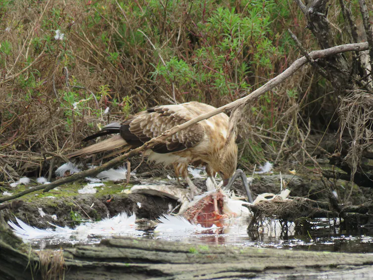 bird of prey eating a carcass of a dead bird with white feathers