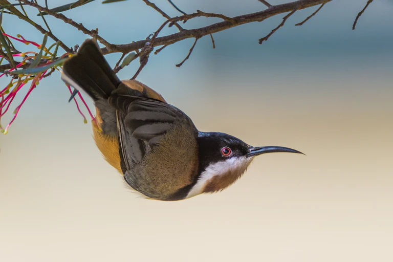 Eastern spinebill, small bird with long beak perched upside down from twig.