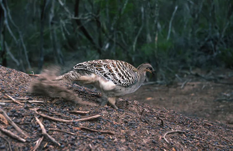 malleefowl digging, large bird making mound by digging dirt.