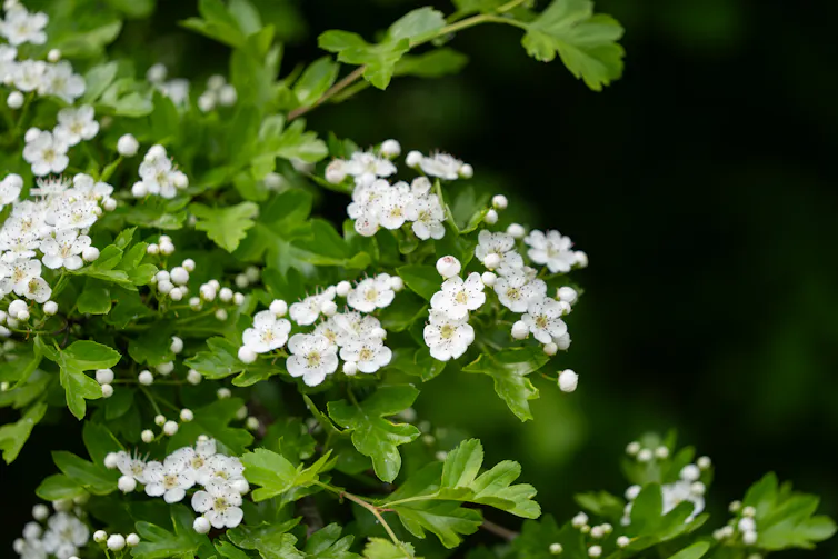 Green bush with small white flowers.