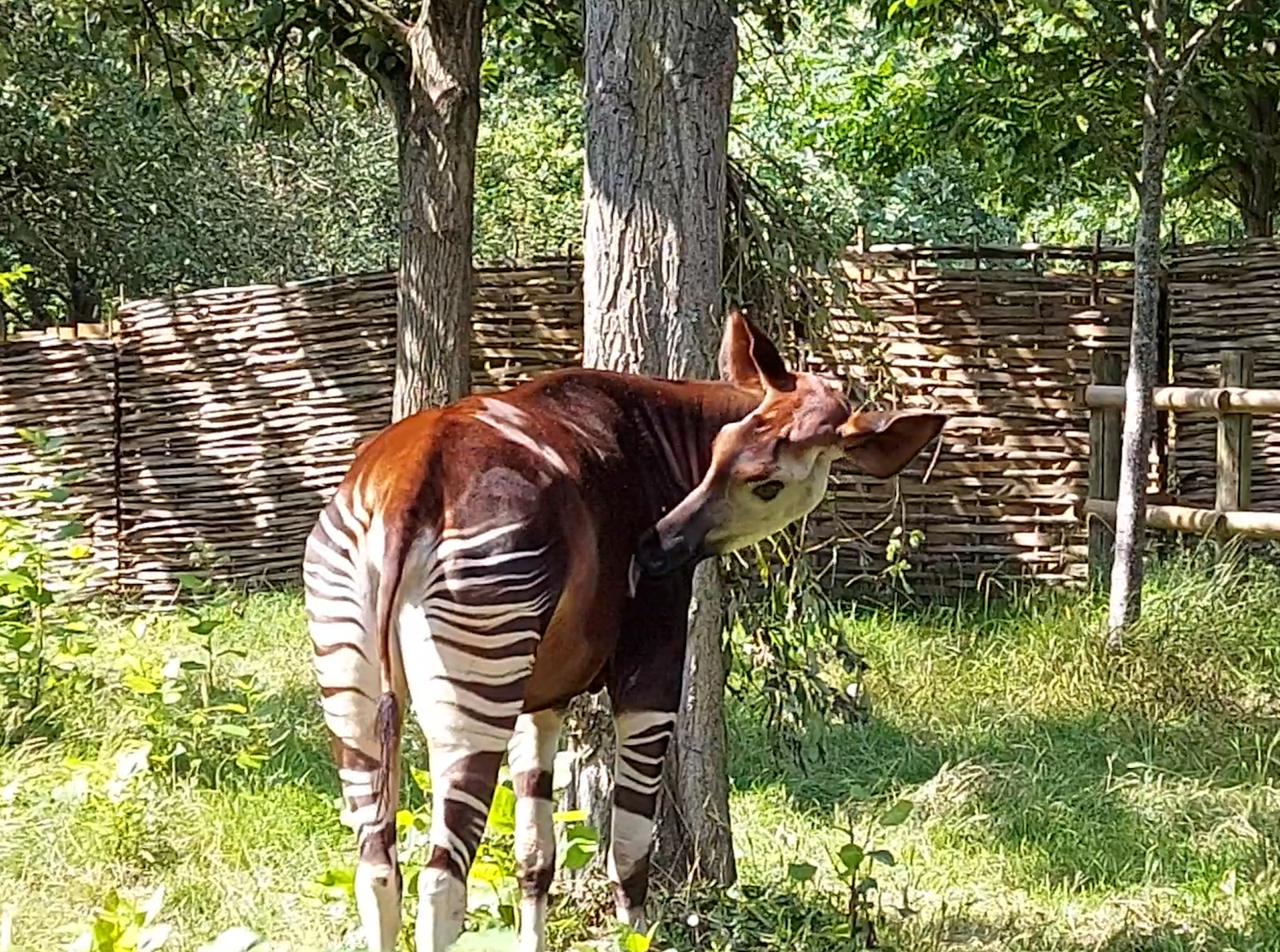 A brown antelope with black and white striped legs