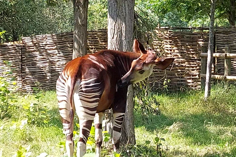 A brown antelope with black and white striped legs