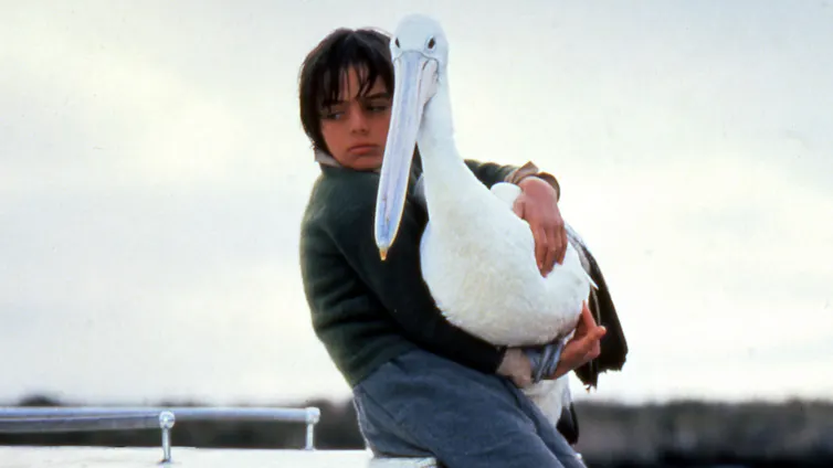 A boy, Storm Boy, with his pelican, Mr Percival