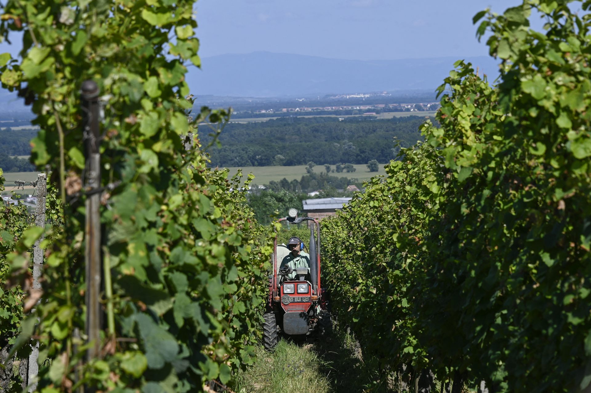 Agriculteur sur un tracteur entre deux rangées de vignes.