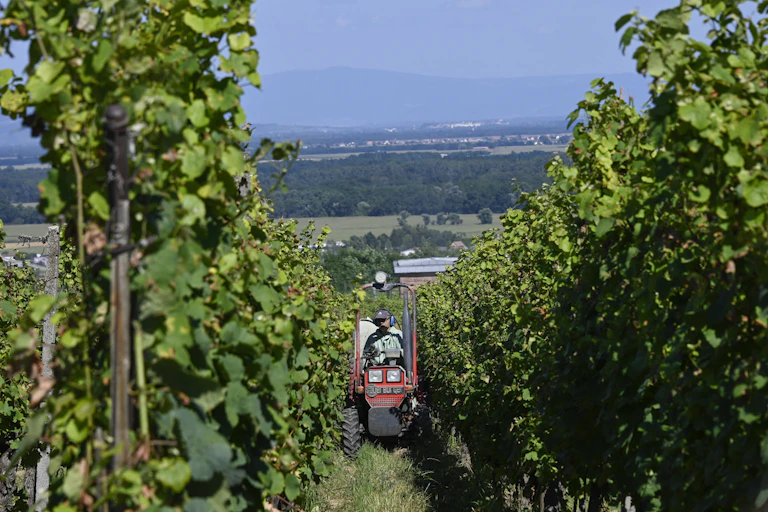 Agriculteur sur un tracteur entre deux rangées de vignes.