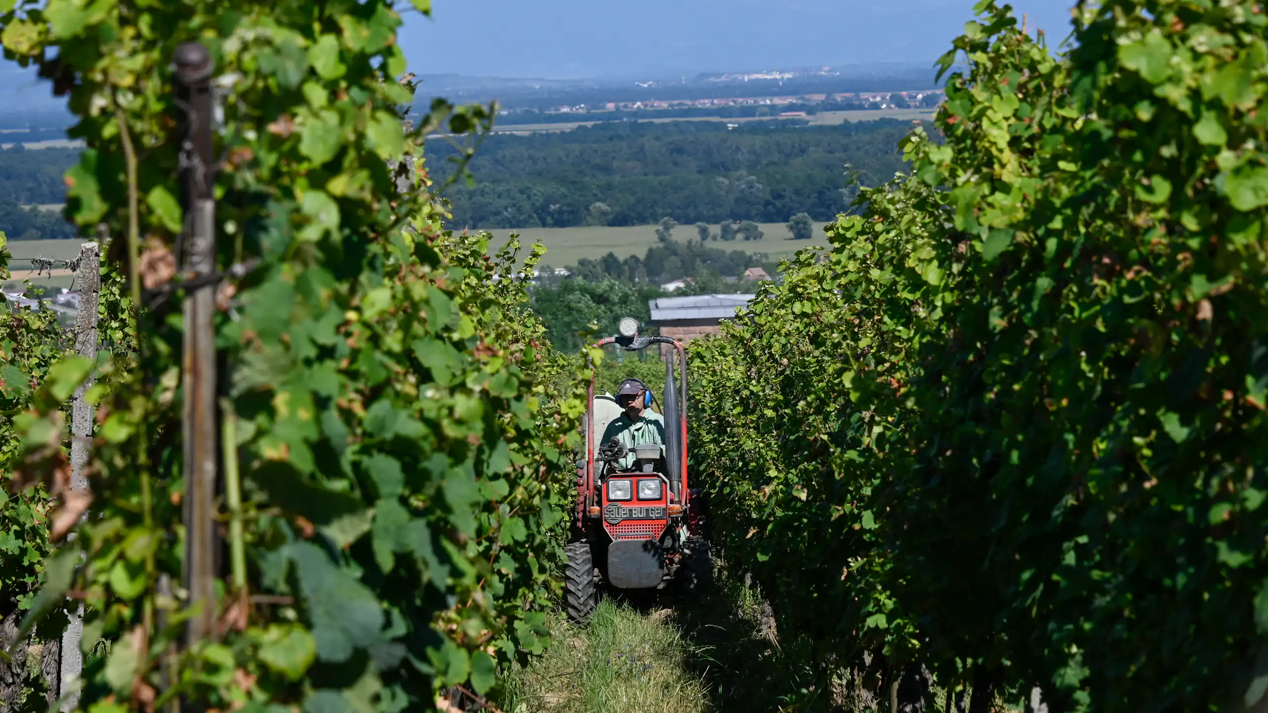 Agriculteur sur un tracteur entre deux rangées de vignes.