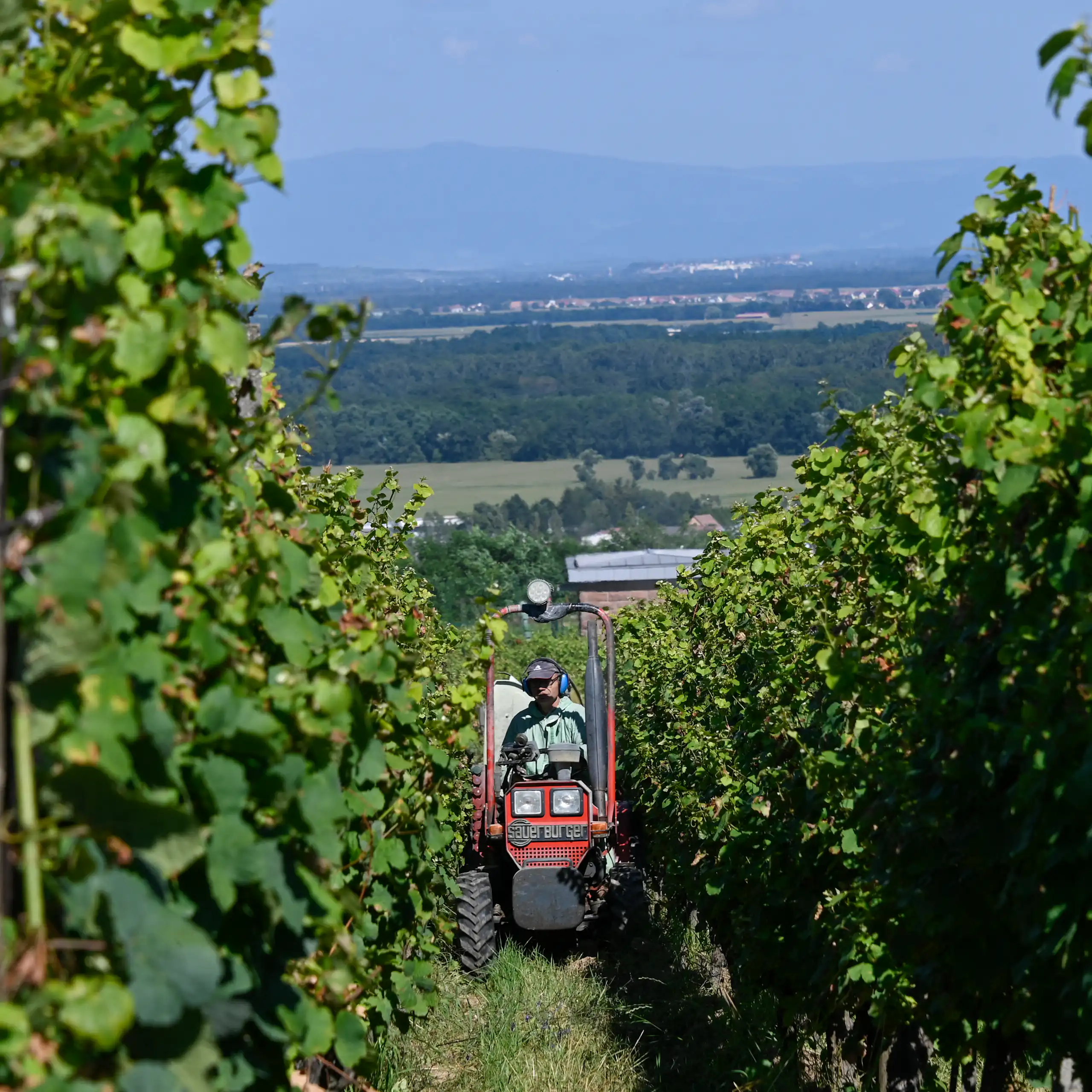 Agriculteur sur un tracteur entre deux rangées de vignes.