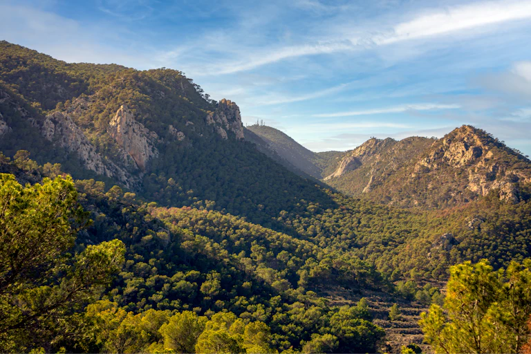 Vista de montañas llenas de pinares