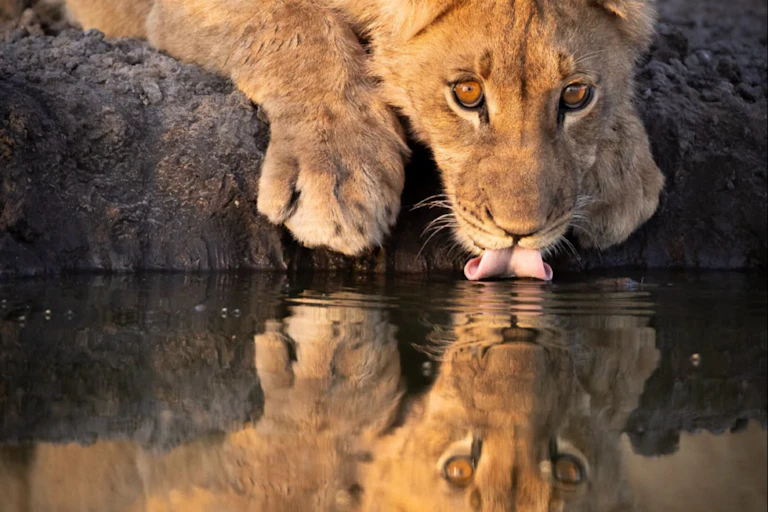 Young lion drinking from water