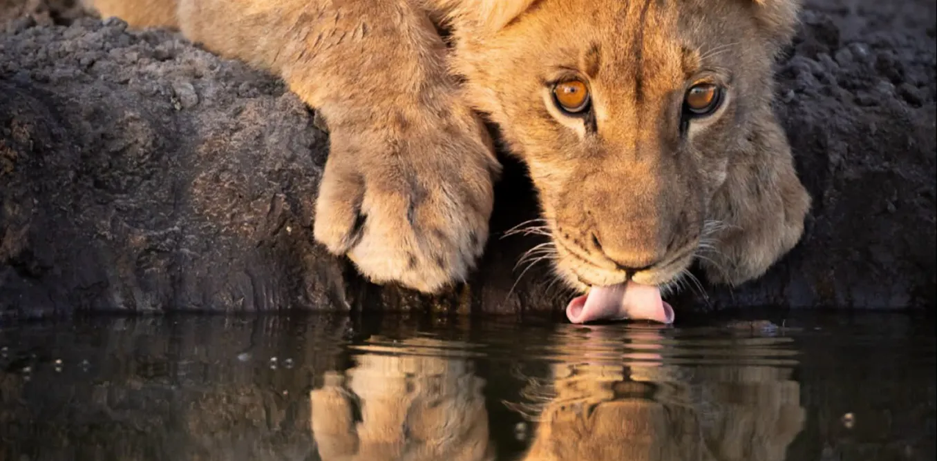 Are zoos ready for the changing climate? Are zoos ready for the changing climate?