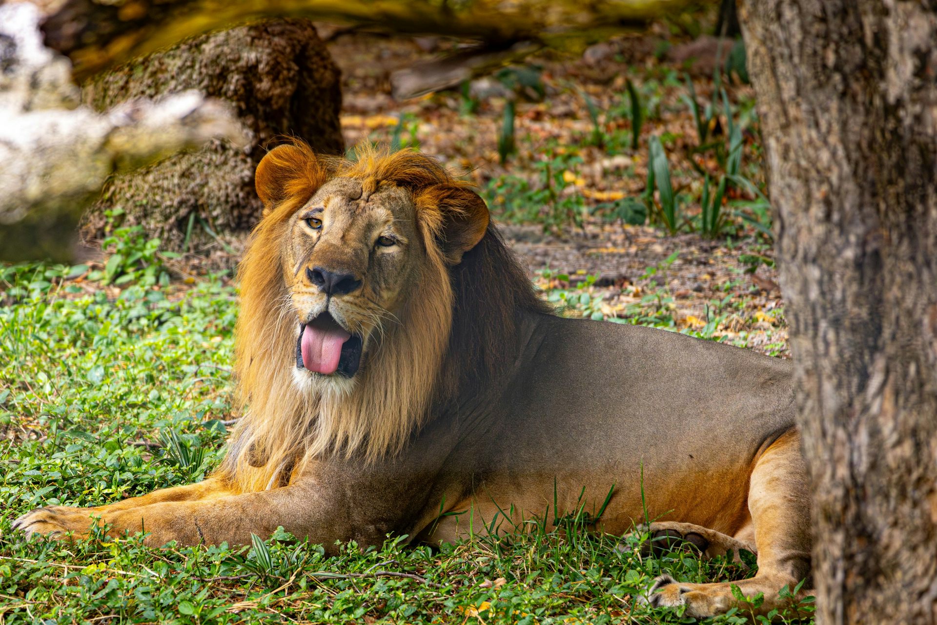 Lion with tongue hanging out