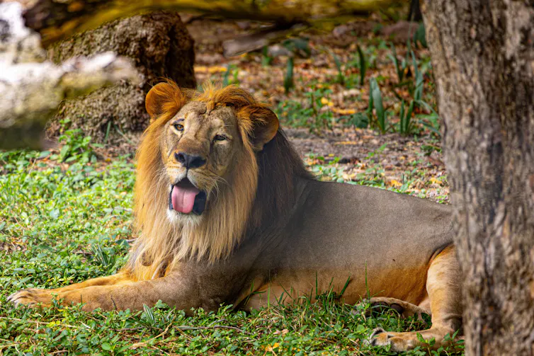 Lion with tongue hanging out