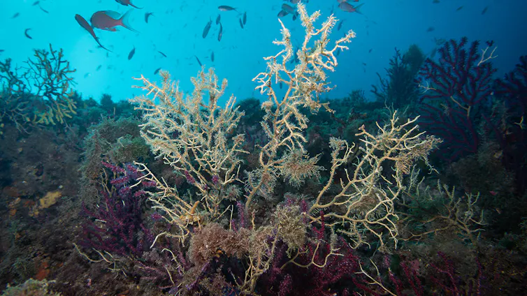 Un coral blanqueado en el fondo del mar con peces y otros corales alrededor