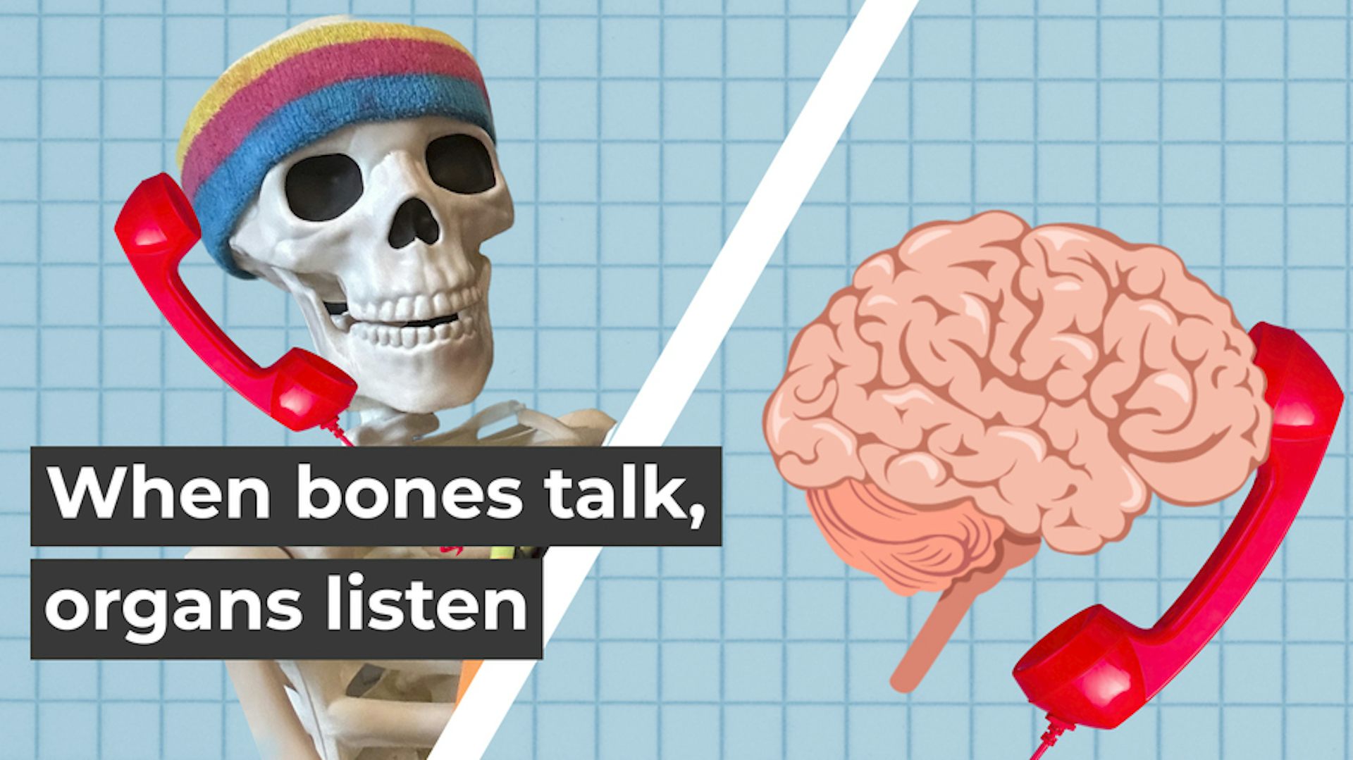 a skeleton is holding a red phone, while "chatting" with a brain