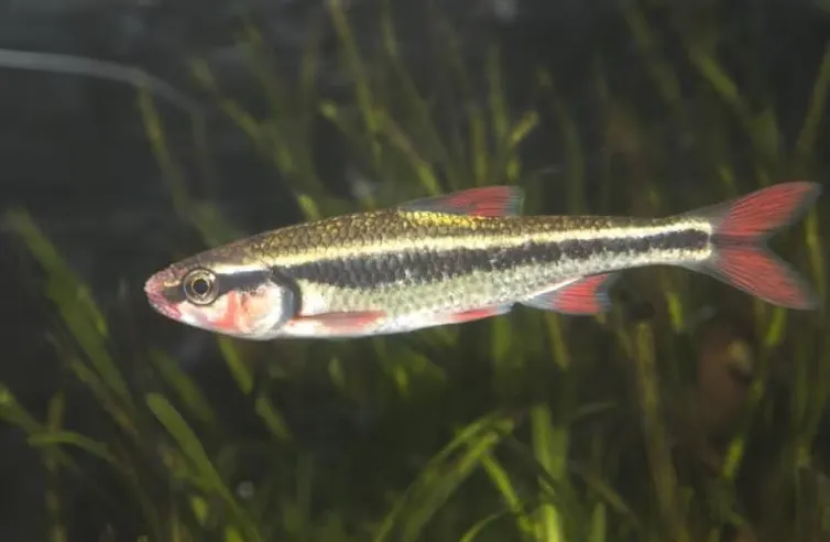 A small fish with silver scales, a dark midline stripe and a dark crescent-shaped bar at the gill opening.