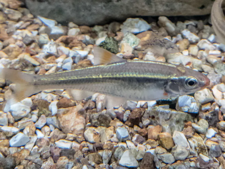 A small fish swims above a rocky stream bottom.