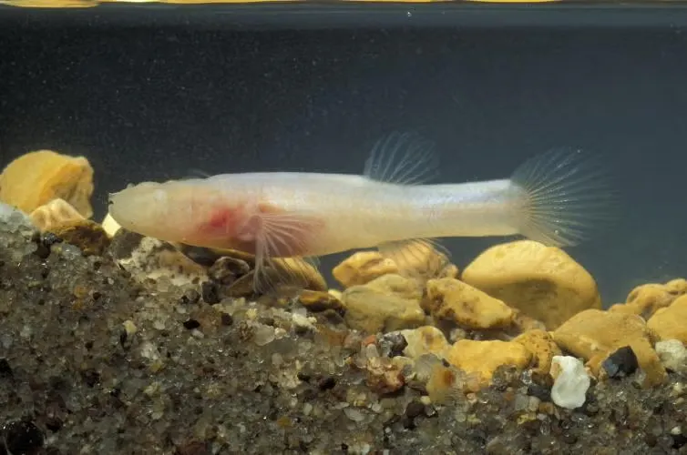A small translucent fish with no eyes swims among small rocks.
