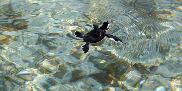 Una pequeña tortuga oscura nada en la superficie del agua cristalina