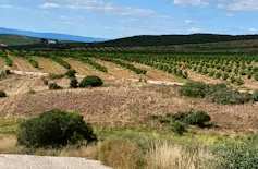 A dry landscape with bushes here and there and rows of waist high young citrus trees