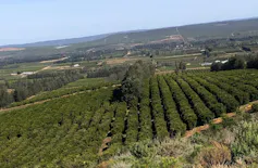 A large area filled with hundreds of well grown orange trees.