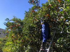A worker in blue overalls, face obscured behind orange tree branches, stands half way up a ladder picking the fruit.