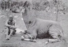 A man sits on the ground next to a very large okapi
