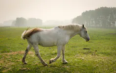 a white horse in a field with smoke in the air