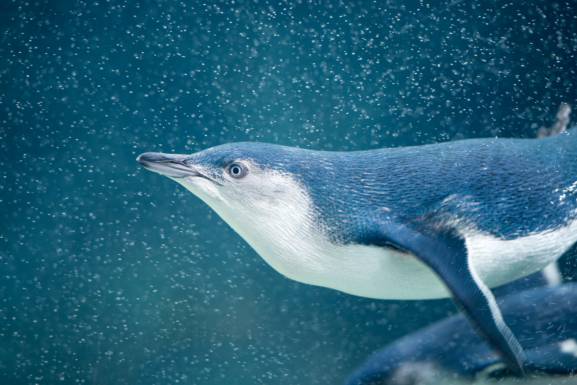 More than 5,000 little penguins will be vaxxed against bird flu. How will this protect them?