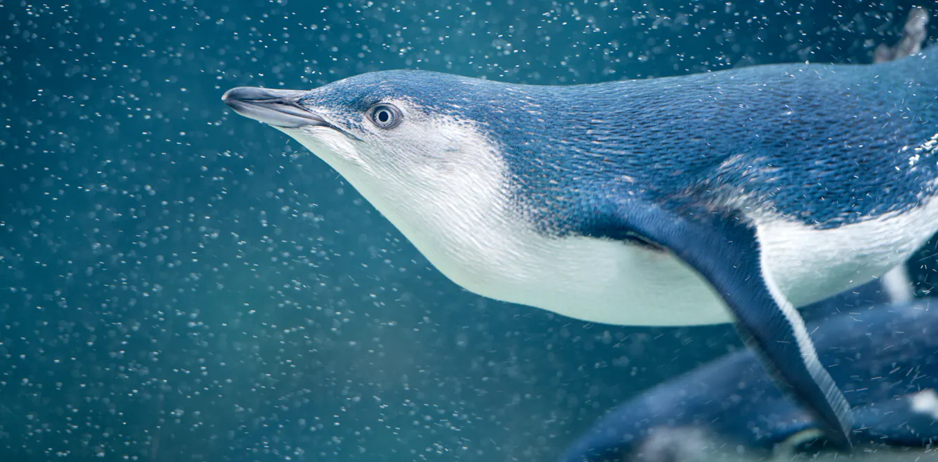 More than 5,000 little penguins will be vaxxed against bird flu. How will this protect them?