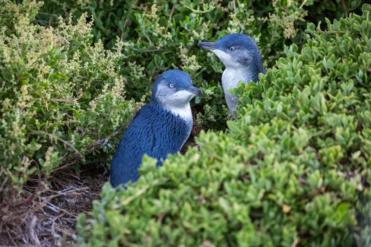Two little penguins in the coastal health at Phillip Island.