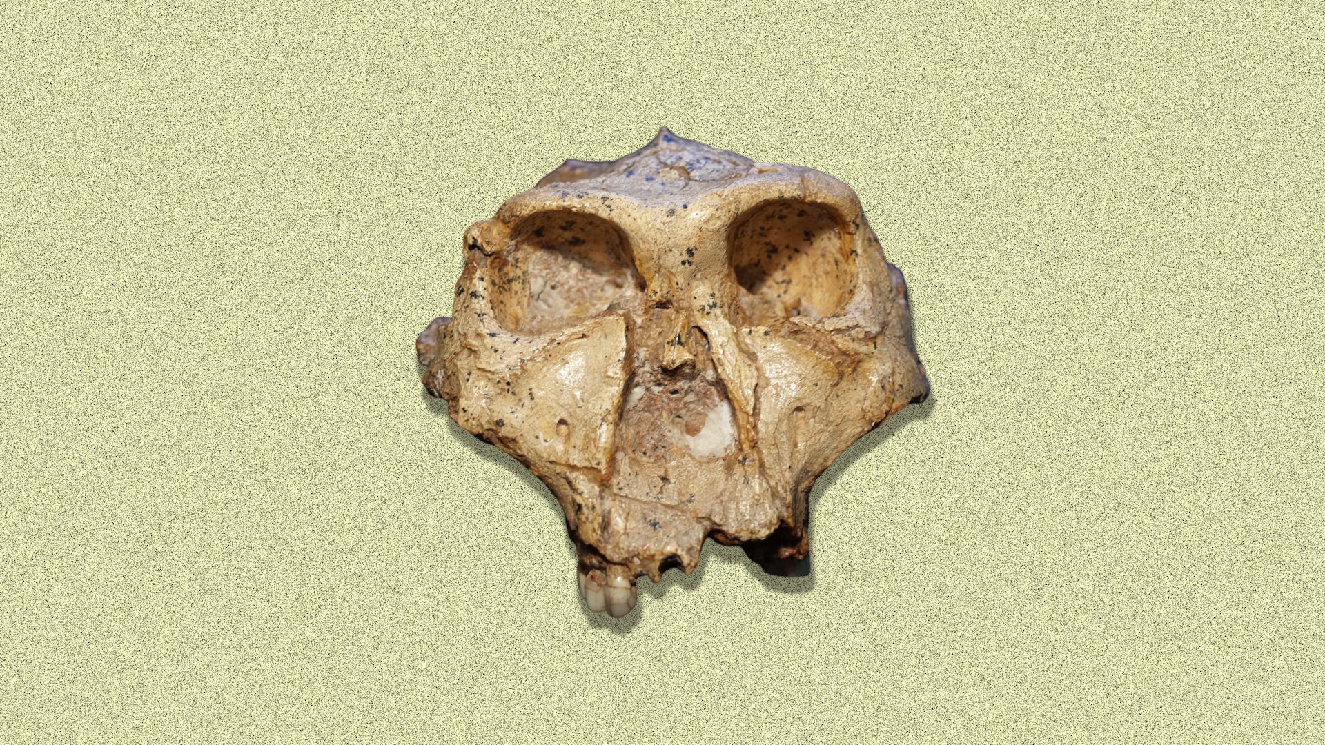 Why it might be time to rethink the human family tree