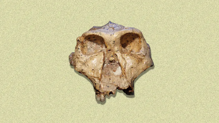 An ancient human-like skull