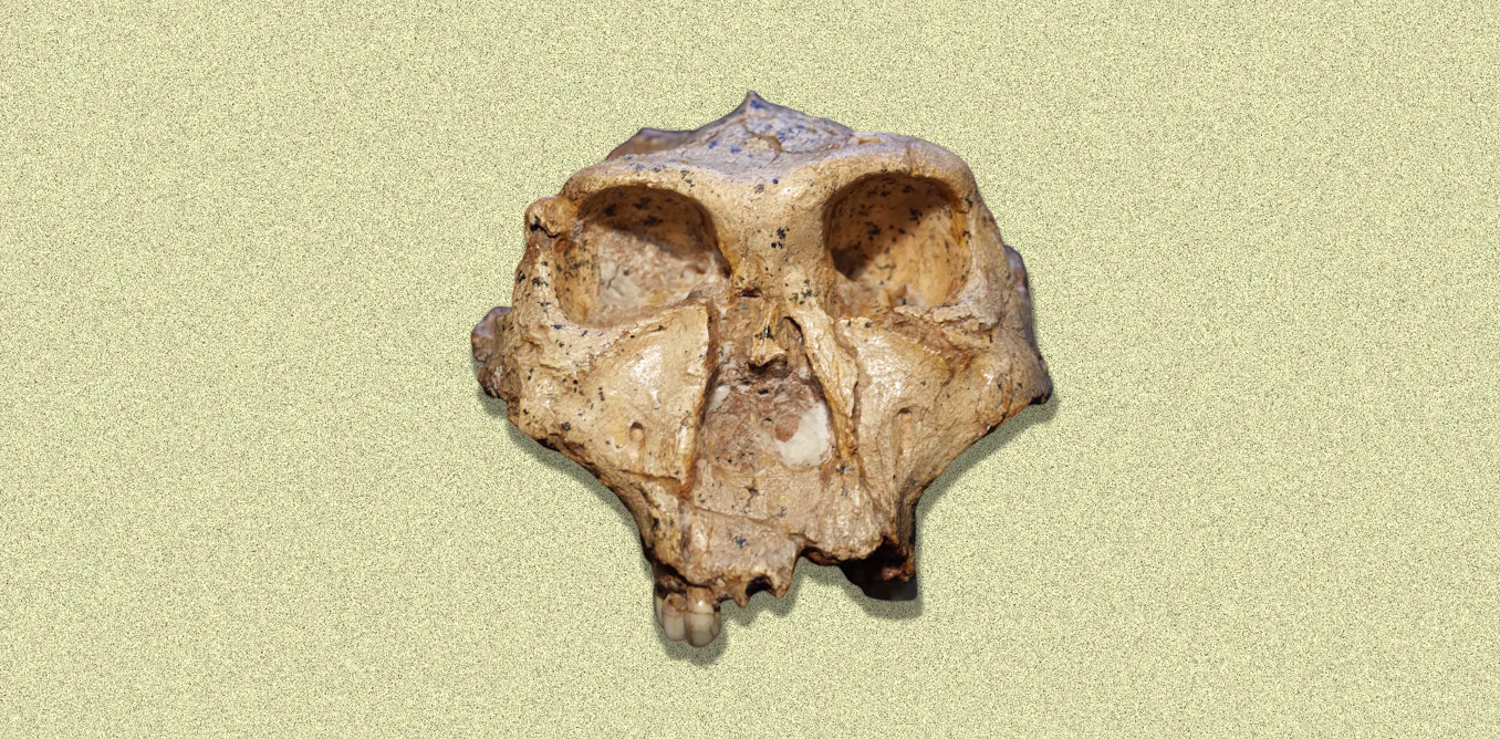 Why it might be time to rethink the human family tree - The Conversation image