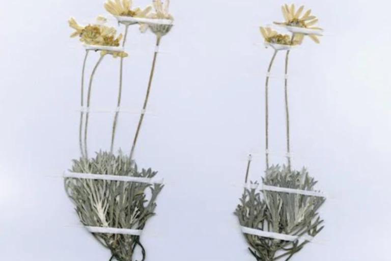 Two flowering plants, dried and pressed flat