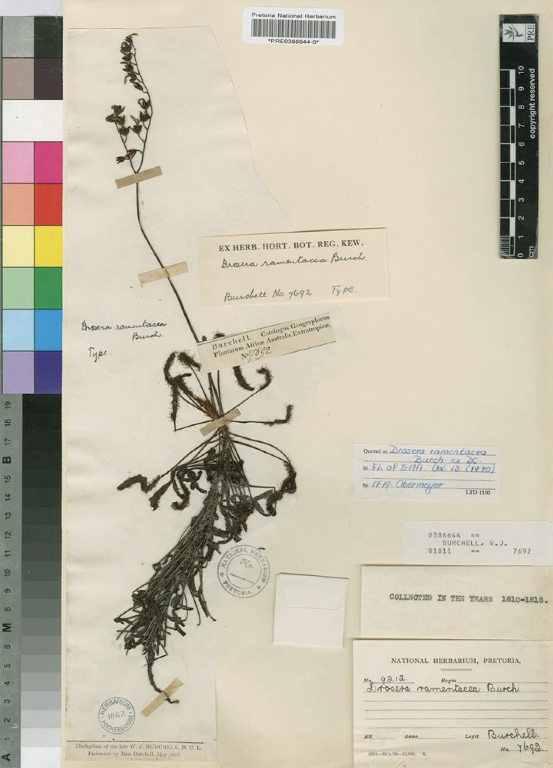 Dried plant
