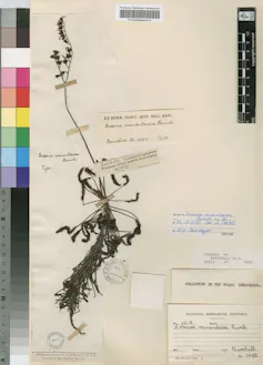 Dried plant