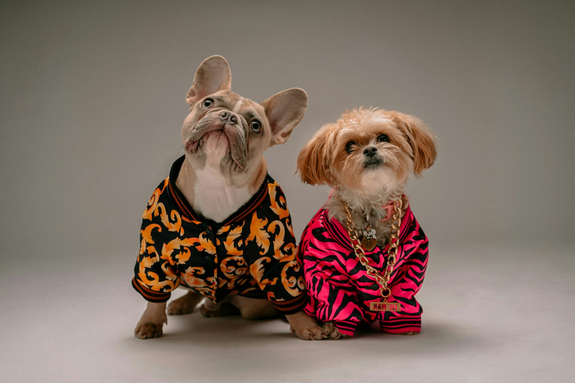 Why we give our cats, dogs and other pets social media accounts