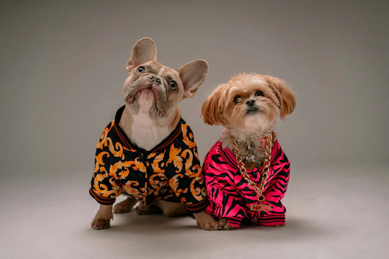 Two dogs with strange expressions, wearing garish human clothes and a gold necklace.